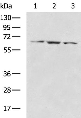 Rabbit Polyclonal Antibody to SLC22A24