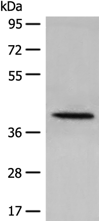 Rabbit Polyclonal Antibody to DHRS7