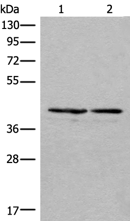 Rabbit Polyclonal Antibody to PNKD