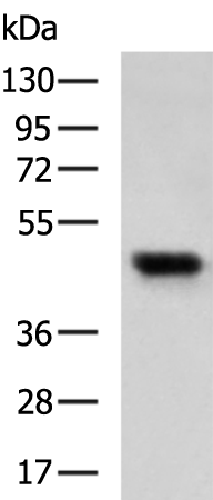 Rabbit Polyclonal Antibody to ACTC1