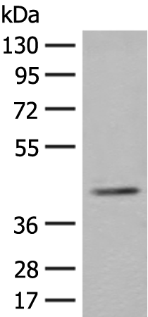 Rabbit Polyclonal Antibody to ERGIC3