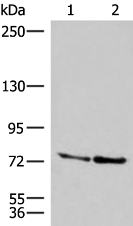 Rabbit Polyclonal Antibody to DNAJC14