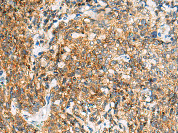 Rabbit Polyclonal Antibody to TUFT1