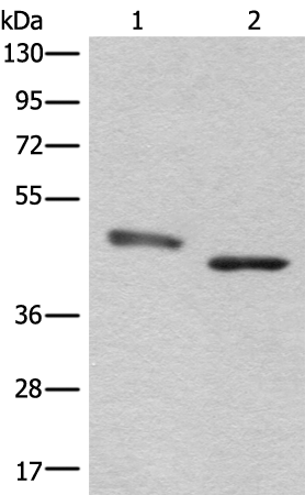 Rabbit Polyclonal Antibody to NEIL1