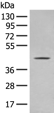 Rabbit Polyclonal Antibody to OLA1