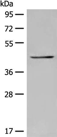Rabbit Polyclonal Antibody to INPP1