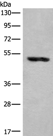 Rabbit Polyclonal Antibody to KLHDC2
