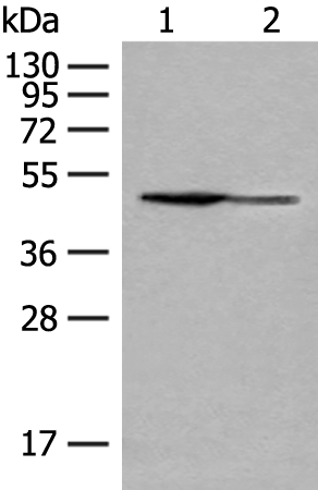 Rabbit Polyclonal Antibody to GDI2