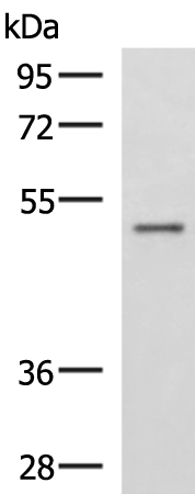 Rabbit Polyclonal Antibody to GRWD1
