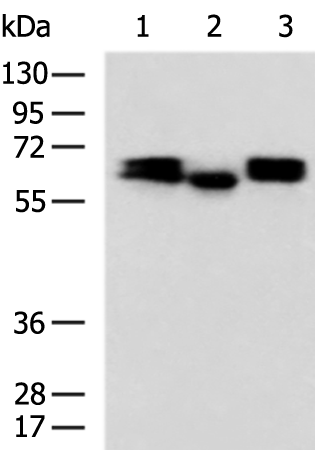Rabbit Polyclonal Antibody to DPYSL3