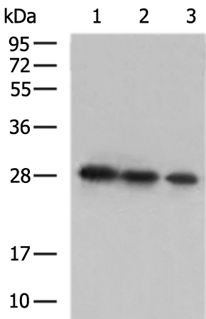 Rabbit Polyclonal Antibody to SARS-CoV-2 S2