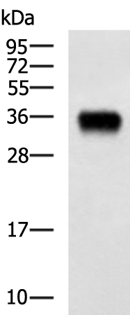 Rabbit Polyclonal Antibody to FOLR1