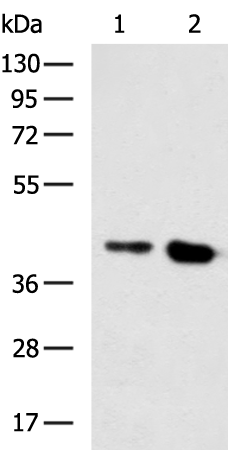 Rabbit Polyclonal Antibody to BMP2