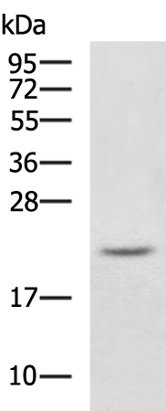 Rabbit Polyclonal Antibody to IFNA2