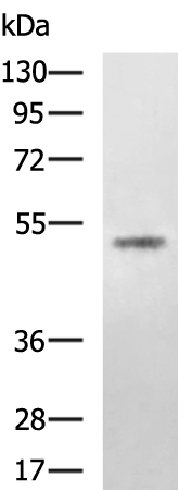 Rabbit Polyclonal Antibody to SQOR
