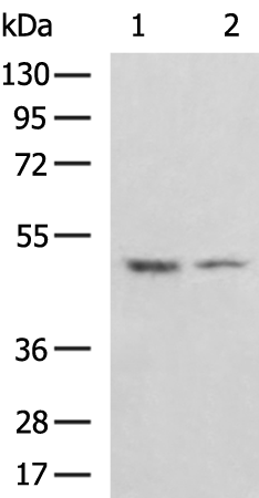 Rabbit Polyclonal Antibody to TUFM