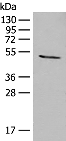 Rabbit Polyclonal Antibody to MOCS3