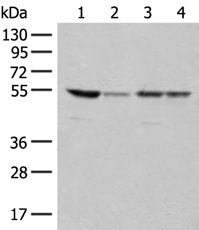 Rabbit Polyclonal Antibody to RRP1
