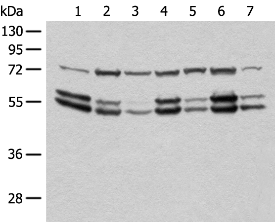 Rabbit Polyclonal Antibody to SHC1