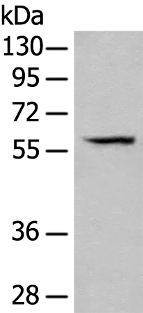 Rabbit Polyclonal Antibody to PARS2