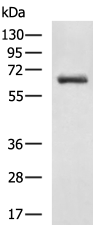 Rabbit Polyclonal Antibody to ATG13