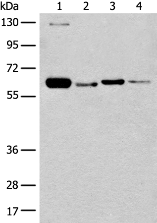 Rabbit Polyclonal Antibody to DUS2
