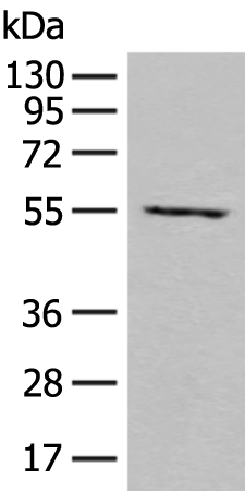 Rabbit Polyclonal Antibody to SHMT2