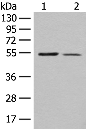Rabbit Polyclonal Antibody to XPNPEP3