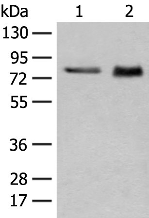 Rabbit Polyclonal Antibody to GTF2F1