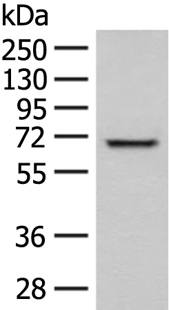 Rabbit Polyclonal Antibody to WDR1
