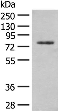 Rabbit Polyclonal Antibody to TRMT1
