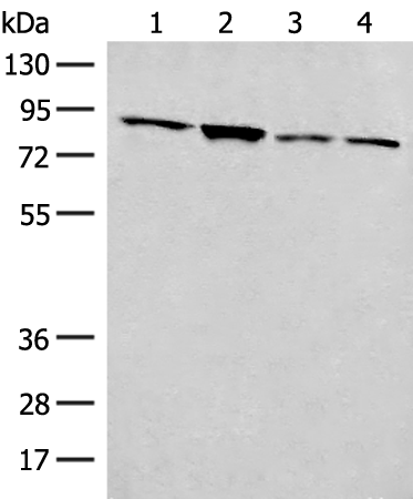 Rabbit Polyclonal Antibody to FOXRED2