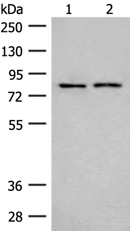 Rabbit Polyclonal Antibody to THOP1