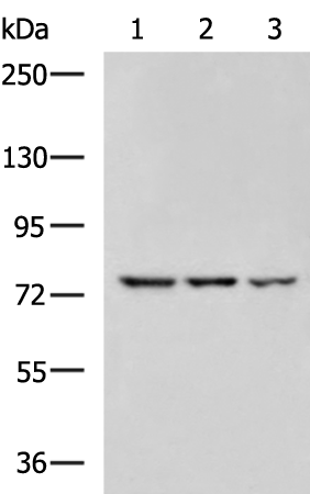 Rabbit Polyclonal Antibody to PBXIP1