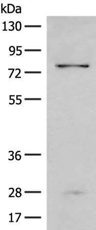 Rabbit Polyclonal Antibody to CNOT10