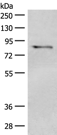 Rabbit Polyclonal Antibody to TLE1