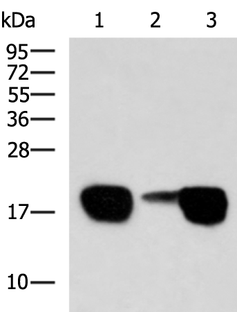 Rabbit Polyclonal Antibody to FXYD6