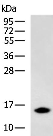 Rabbit Polyclonal Antibody to MRPS36