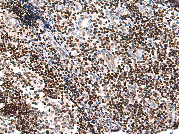 Rabbit Polyclonal Antibody to SH3BGRL