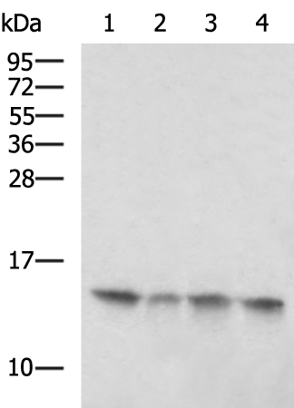 Rabbit Polyclonal Antibody to POLR2I