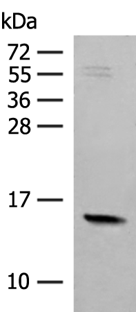 Rabbit Polyclonal Antibody to RPS12