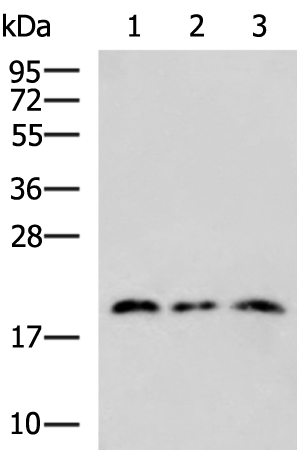 Rabbit Polyclonal Antibody to RPL28