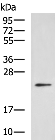 Rabbit Polyclonal Antibody to PTP4A3