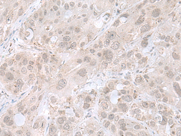 Rabbit Polyclonal Antibody to THAP12
