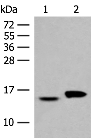 Rabbit Polyclonal Antibody to ISG15
