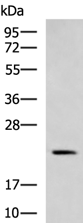 Rabbit Polyclonal Antibody to MED28