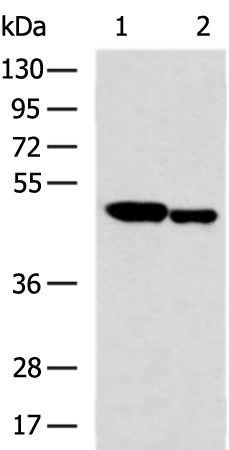 Rabbit Polyclonal Antibody to HAT1