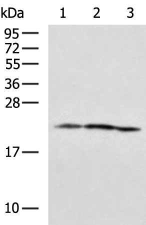 Rabbit Polyclonal Antibody to MRPL18