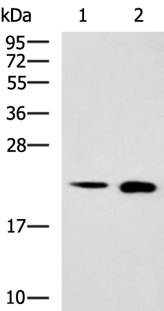 Rabbit Polyclonal Antibody to SRI