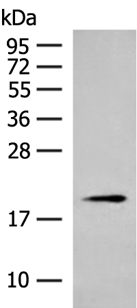 Rabbit Polyclonal Antibody to CLEC3B
